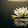辛いときに心を癒す瀬戸内寂聴の名言をイメージした画像。静かな水面に咲く一輪の蓮の花に、優しい光が差している。