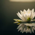 辛いときに心を癒す瀬戸内寂聴の名言をイメージした画像。静かな水面に咲く一輪の蓮の花に、優しい光が差している。